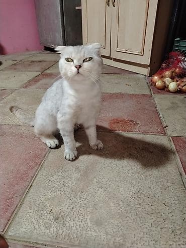 tap az qusar heyvanlar: Şotland yastı qulaq — 1