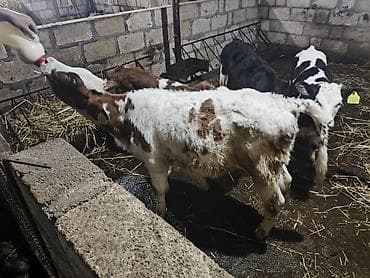 Heyvanlar: Salam. 10 gündən sonra Südən Kəsilir.3Ay 4 günlükdu Təmiz Simental — 4