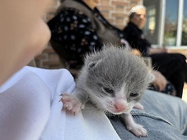 bala pişiy: Şotland, Erkək, Dişi, Yaxşı əllərə, Ünvandan götürmə — 6
