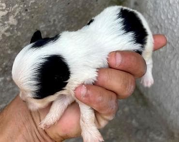 cocker spaniel qiymeti: Şpitz, Ünvandan götürmə — 1