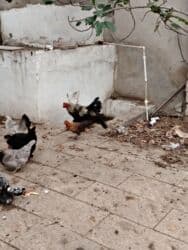 yerli inekler: Başlıq:Ev quşları Təsvir: Həyət quşları satılır: - Ördeyin xoruzu – — 8