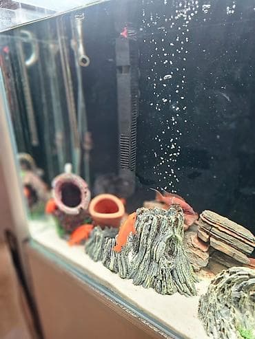 bala itlər: Dördbucaq akvarium, Balıqlarla birlikdə, 180 l, Ünvandan götürmə — 4