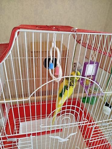 col pişiyi: Dalğıç-quşlar üçün tam dəst qəfəs - Rəng: ağ karkas, qırmızı dam və — 2