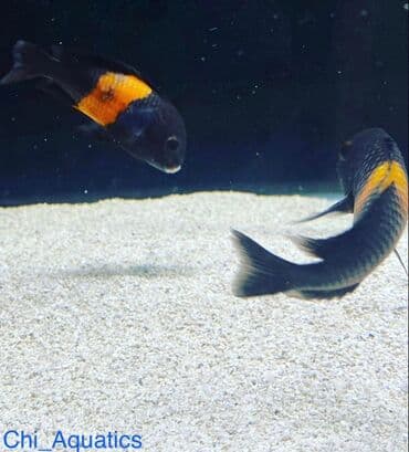 betta balıq: Цихлид — 3