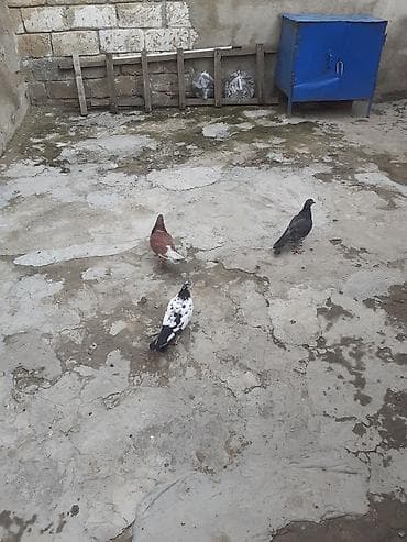quşlar: Bir ededi 3 azn hamisi tutulmadilar — 2