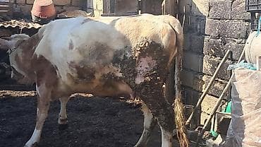 Mal-qara: Dişi, Simental, il: 3, 450 kq — 7