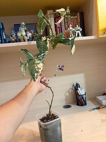 Otaq bitkiləri: Syngonium podophyllum “Albo Variegata” – variegasiyalı otaq bitkisi - — 1