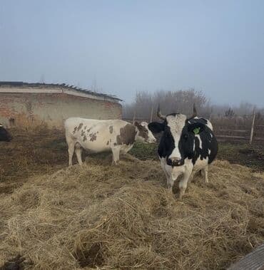 inek satislari: 1 hefteye Rusiyadan satiwa gozel sağlam, sudluk, teze dogmuw,bogaz — 2