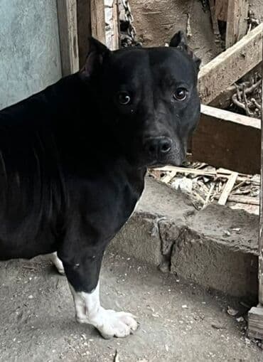 itləri: Pitbul, 1 il, Erkek, Peyvəndli — 1