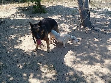 setteri it cinsi: Pitbul, 1 il, Dişi, Peyvəndli, Ödənişli çatdırılma — 2