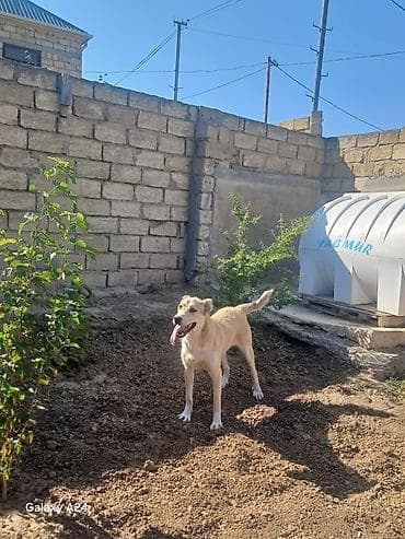 coban itleri: Peyvəndli — 4