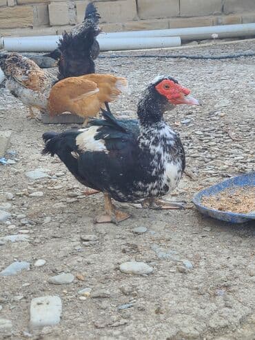 çöl ördeyi: Mullard (misk ördəyi) – 2 baş - Cins: Misk (barbarı/muskovy) - Rəng — 2