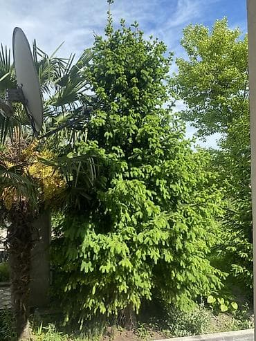ev gulleri ve adları: Hündür, dekorativ həmişəyaşıl iynəyarpaq ağacı. Xüsusiyyətlər: - Növ — 1