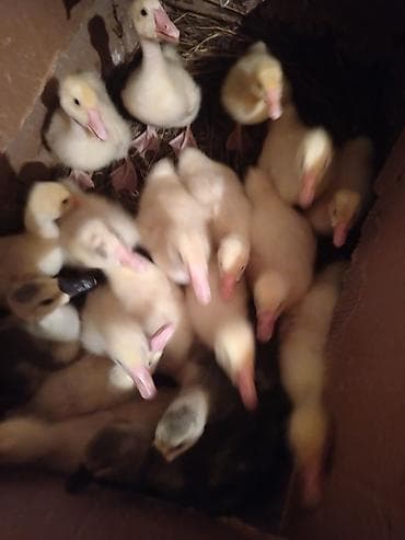 ordek bala: Qaz balaları – kəsimlik və damazlıq üçün - Növ: Linda qaz balaları - — 1