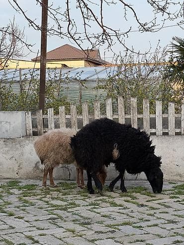 Рогатый скот: Qoç satılır .yaş yarımlıqdı .iri hündür qoçdu . real alıcı zəng vursun — 6