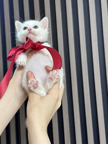 pişik pers: Şotland, Yaxşı əllərə — 2