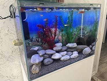 yumru akvariumlar: Dördbucaq akvarium, Balıqlarla birlikdə, 90 l, Ödənişli çatdırılma — 3