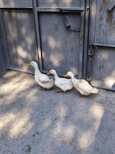 Ağ Pekin ördəkləri – 3 ədəd - Cins: Ağ Pekin (sürətli böyümə, sakit — 1