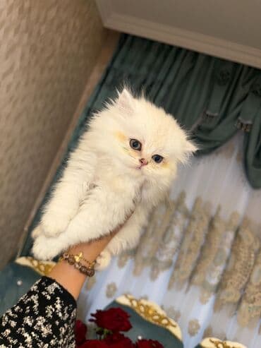 şotlan pişik: Şotland yastı qulaq, Erkək, Dişi, Yaxşı əllərə, Ünvandan götürmə, Pulsuz çatdırılma, Ödənişli çatdırılma — 11