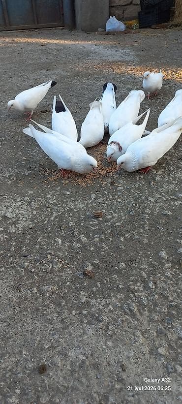 sumqayit goyercin: Unvan Lənkəran.Tam sağlam yuksəkdən uçuşu olan göyərçinlər.Bakıya — 4