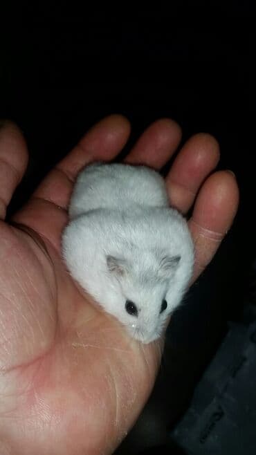 енот в баку купить: Cunqariklər ələ öyrəşiblər dişləmirlər Stresi əsəbi — 4