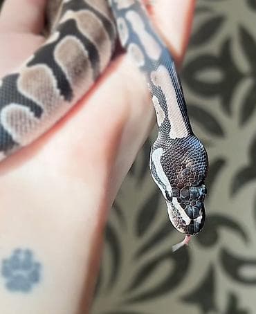 şamo beçə: Предлагаю к продаже здоровых и активных детёнышей королевских питонов — 8