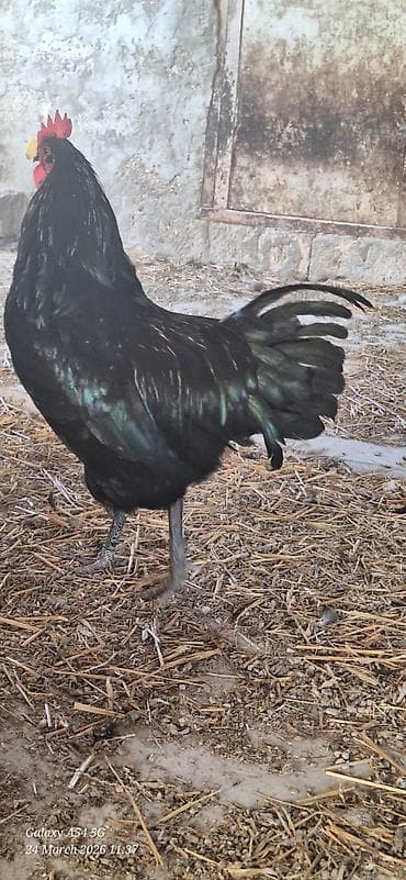 qara quyruq: Qara rəngli Alman Australorp xoruzu (tünd, parlaq lələklər) Təsvir: - — 7