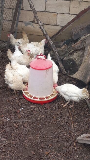 Volkswagen: Liqorin toyuqlari satilir cavandilar Sari ve Ag yumurta verenler di — 8