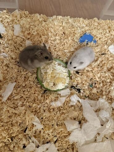 hamster satış: Hamster balaları – Cırtdan növü Təsvir: - Şəkillərdə cırtdan hamster — 5