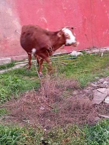 balali inək: Satılır: qara rəngli danalıq inək - Cins: yerli tip, qara rəng, alın — 7