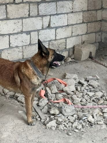 купить собаку малинуа: Belçika çoban iti, 2 il, Erkek, Peyvəndli — 10