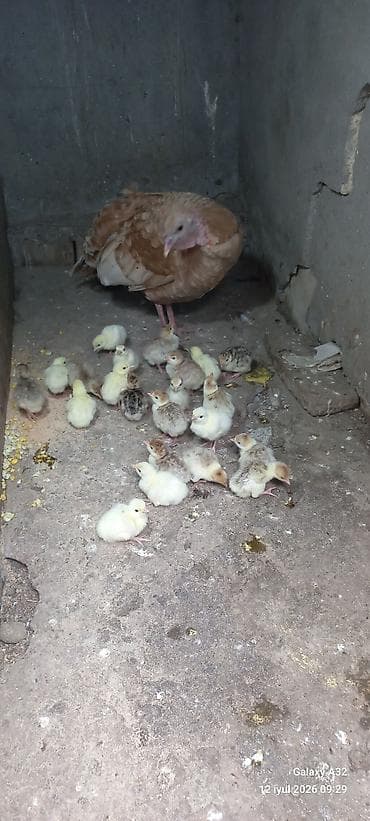 kurt hinduşka: Red Buorbun hinduşka cucələri satılır.Bu sort hinduşkalar,tez çəki — 8