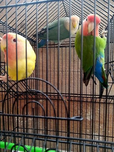 akvarium altligi: Sevgi quşlari Sevda papağanı (Lovebird) cütü və qəfəs Təsvir: - — 1
