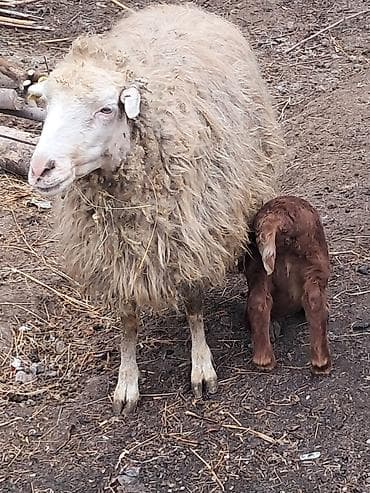 Qoyun sürüsü - 7 bas qoyundu 5 i balalidi 2 side yetik bogaz buyne