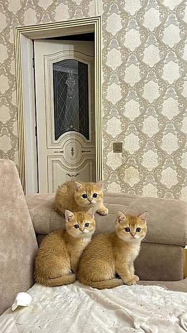 şotlant pişiyi: Şinşilla — 1