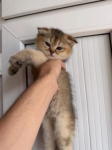 Gəmiricilər: Britan — 8