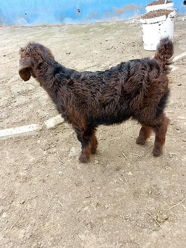 Keçilər, çəpişlər: Cücələr – balaca keçi (oğlaq) - Növ: yerli keçi balası (oğlaq) - — 2