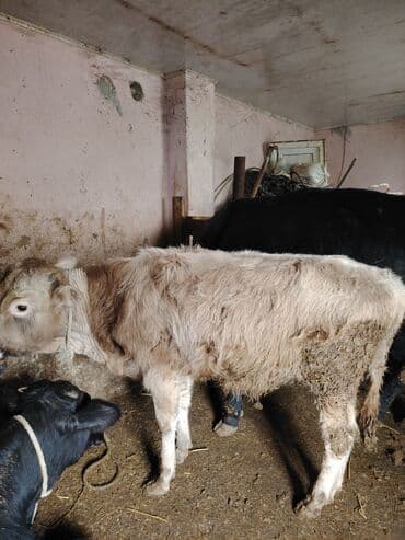 simental erkek dana: Erkey danadi sort maldi 6 ayligdi zeng catmasa vapcatla zeng vur bos — 2