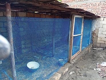 heyvan qiymetleri: Heyet evleri için toyuq cüce sağlamaqa navesler yqlmasina bize — 2