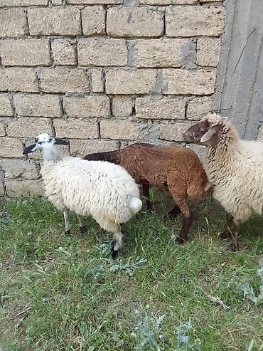 Qurbalıq və damazlıq Qoyun və quzu sürüsü - Cins — 6