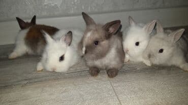 hinduşqa cücəsi: Miniatür dovşan balaları - Növ: dekorativ miniatür (cücə) dovşanlar - — 10