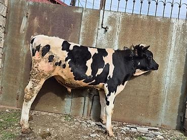 Yemlər: Təmiz cins danadı əsil damazlıqdı erkəydi — 2