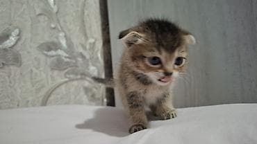 Heyvanlar üçün mallar: Britain Şotland Bala Pişikler Satılır! 5 denedir 1ay 10gunluy — 10