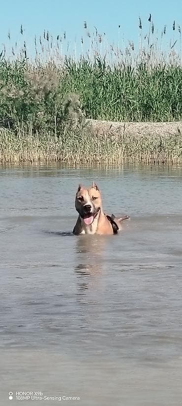 itler pitbull: Salam 11 aylix təmiz pitbuldur admala qəti işi yoxdur bütün vaksinleri — 4