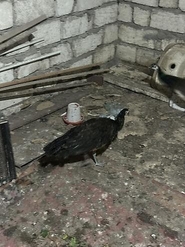 Quşlar: Məhsul: Tavus quşları (pəvərlər) Təsvir: 11 aylıqdırlar qatışıqsız — 2