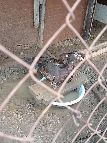 iran peci satilir: Krasnadar ördəyi yumurtaları - Növ: krasnadar ördəyi - Məhsul: Təzə — 5