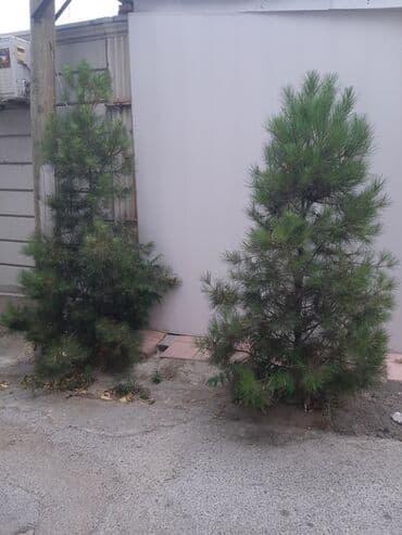 sultan daragi gülü: Деревья — 1