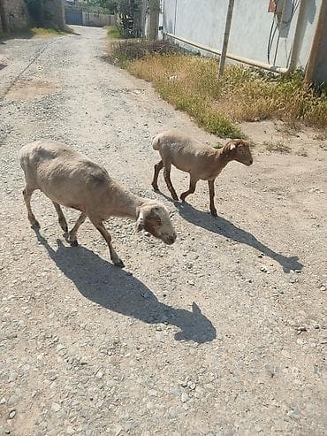 qoyun alıram: Ana balla sagllam heyvanlardi balasi. 6 aylgdi 7 aya kecib diwdi — 2