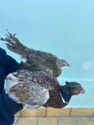 pulsuz heyvanlar verilir: Qafqaz Qırqovulu 1 cütü 60 azn — 3