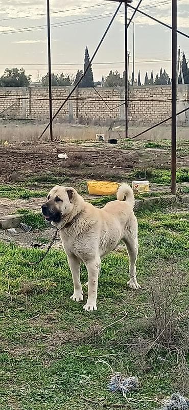 dog argentin: Kanqal, 2 il, Erkek — 1